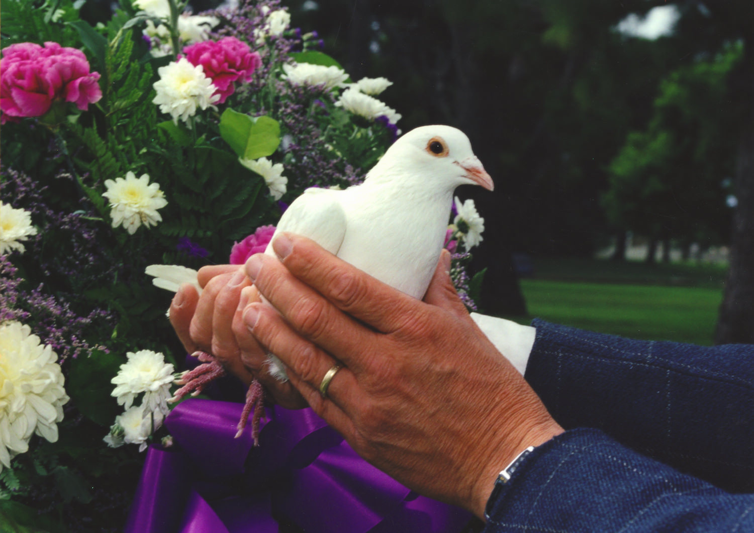 Special Occasions White Dove Release