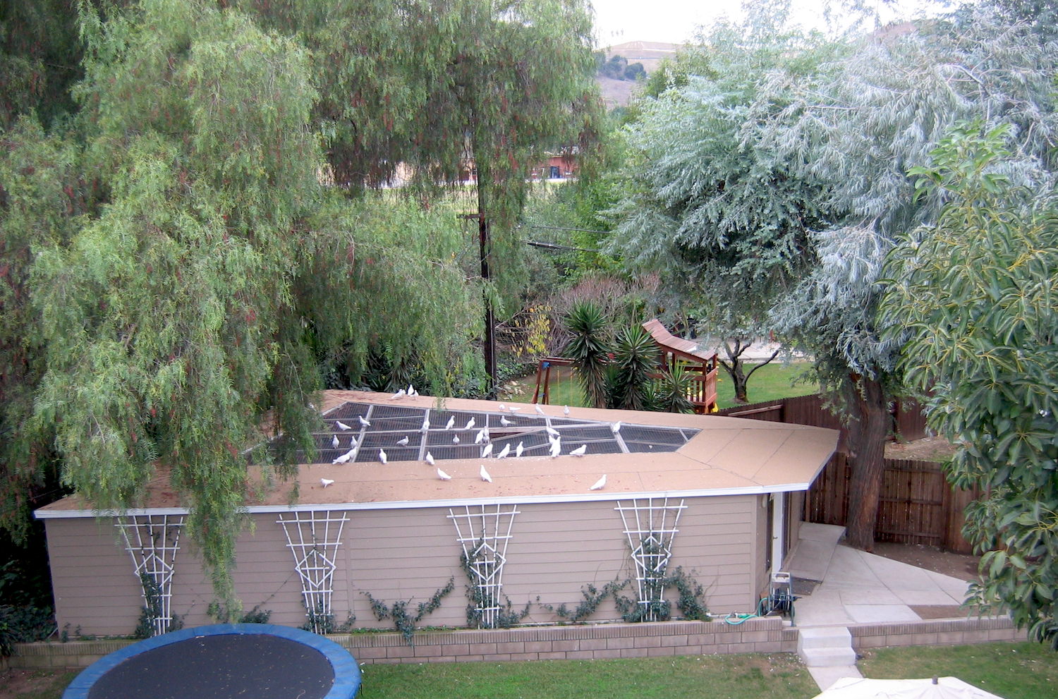 Our Loft White Dove Release