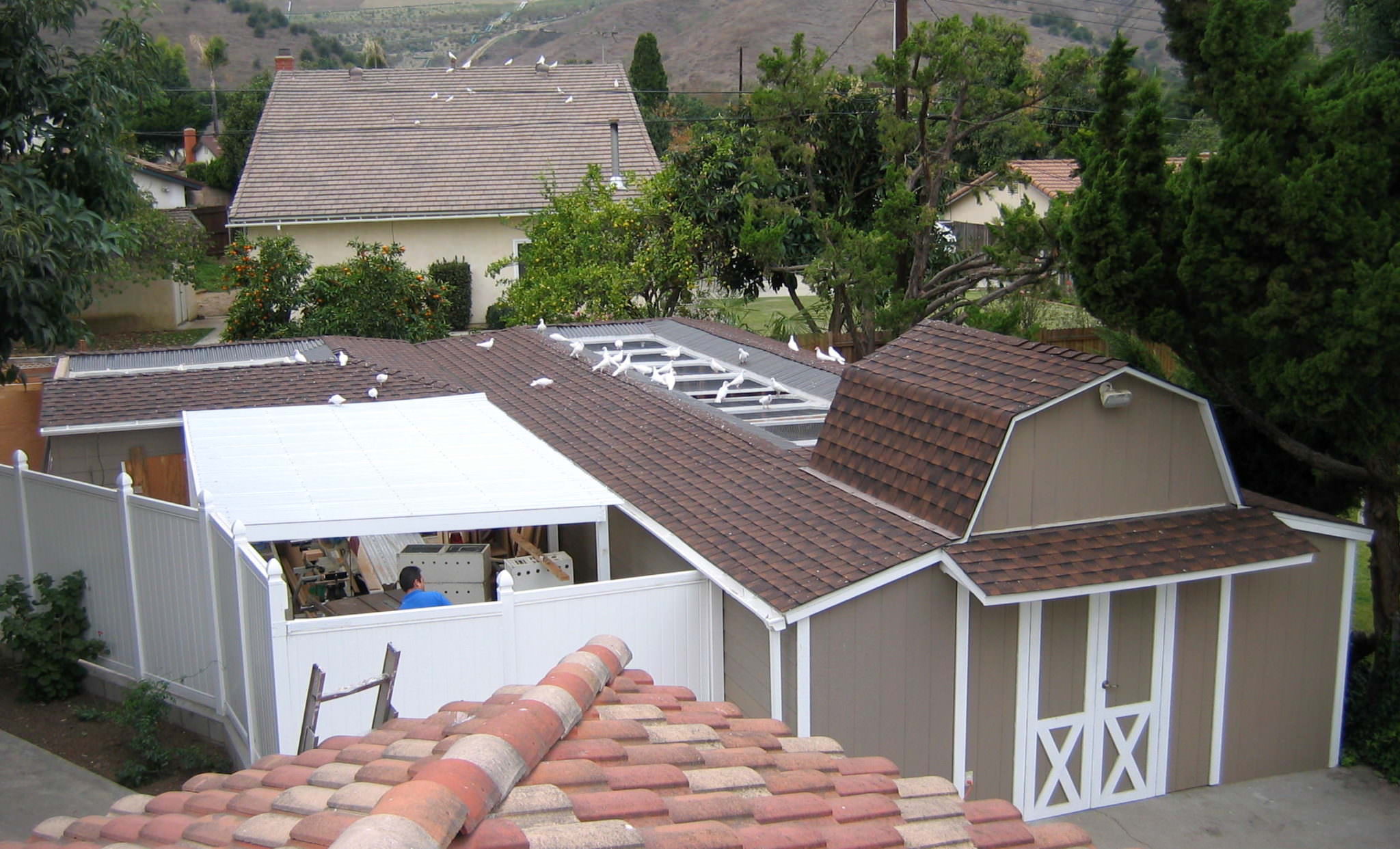 Our Loft White Dove Release
