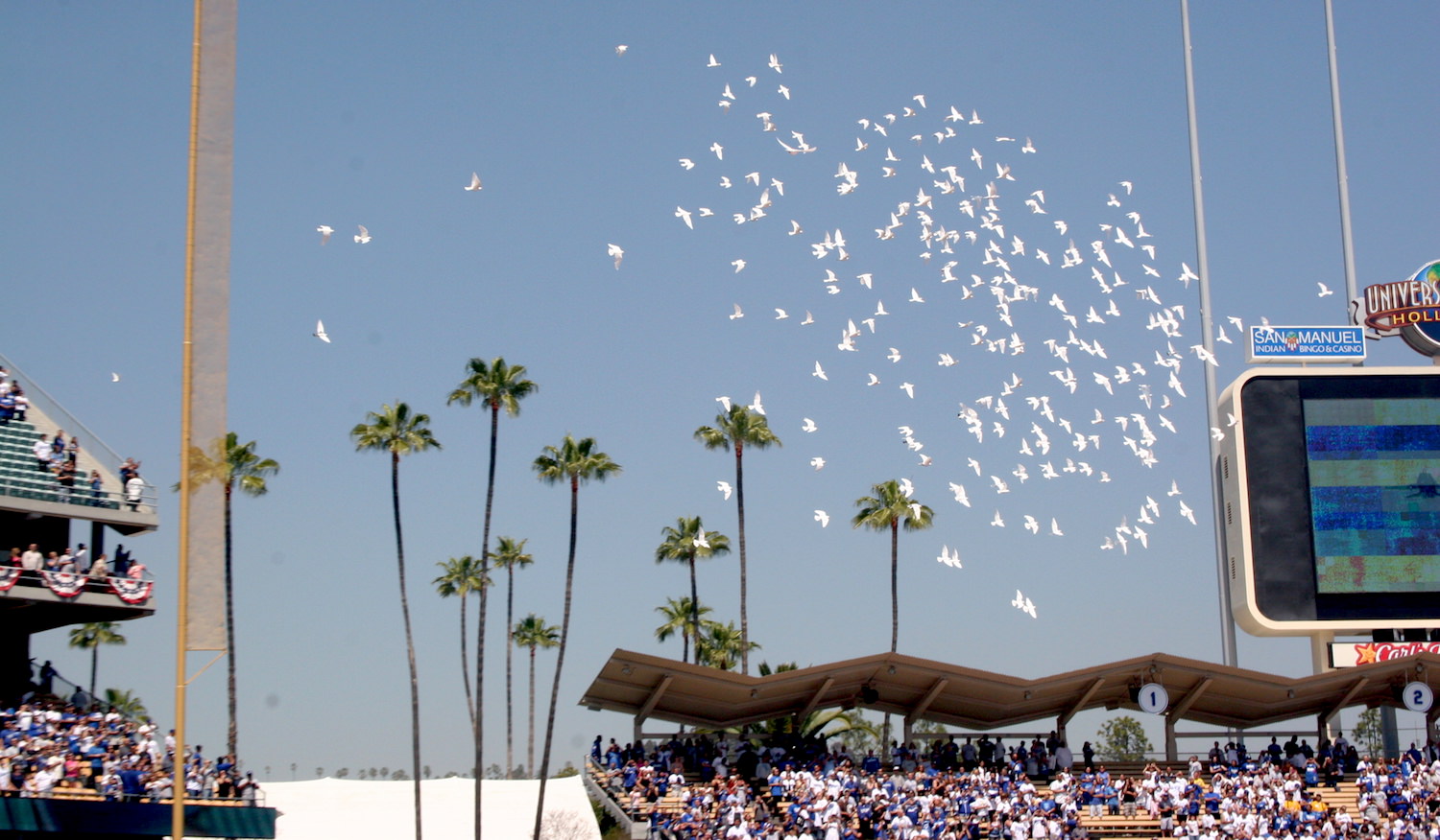 Special Occasions White Dove Release