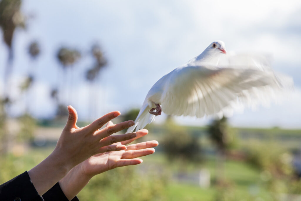 White Dove Release